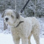 Поводок для србак DogAirBox L