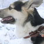 Поводок для собак DogAirBox M
