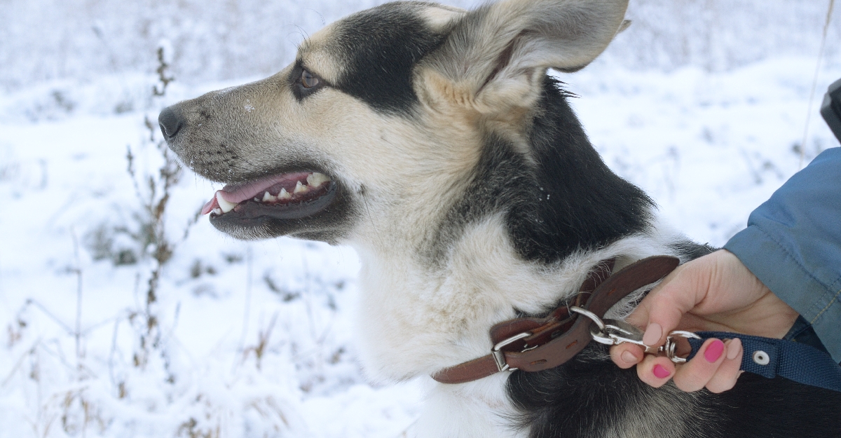 Поводок для собак DogAirBox M