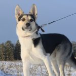 Поводок для собак DogAirBox M
