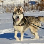 Поводок для собак DogAirBox M