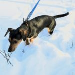 Поводок для собак DogAirBox S